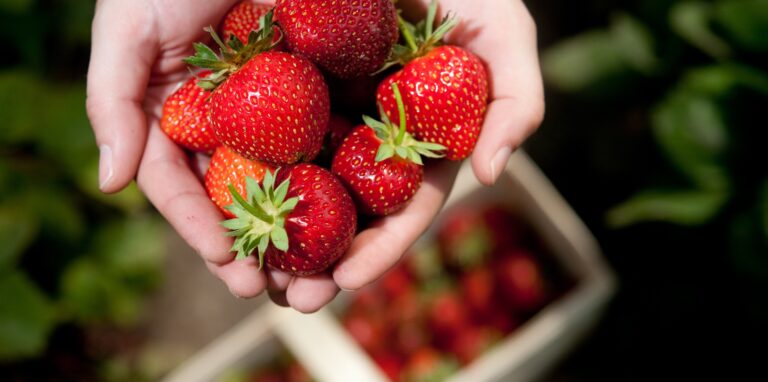 Die Erdbeersaison 2021 füllt für die Obstbauern enttäuschend aus.