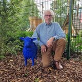 Ein Mann kniet neben einem blauen Schaf