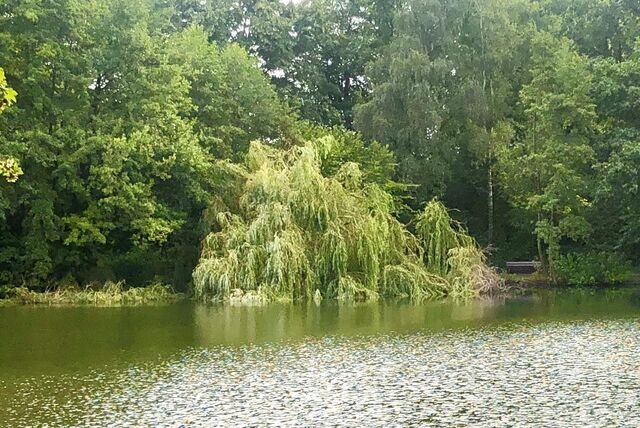Blick von der anderen Teichseite auf die umgestürzte Trauerweide an der Mollbeck in Recklinghausen.