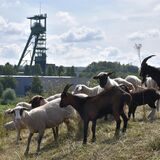 In Castrop-Rauxel grast unter dem Förderturm im Moment die Schafherde von Elias Konze.