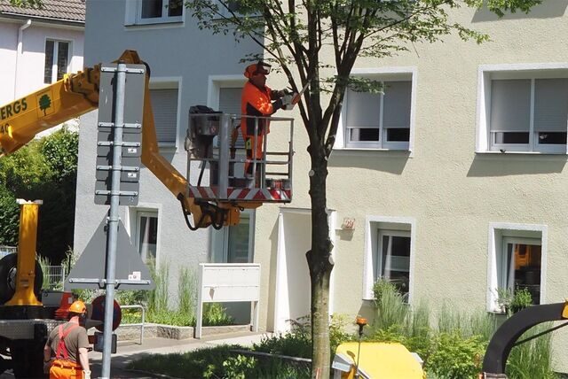 Ein Arbeiter mit oranger Jacke und Helm steht auf einer Hebeleiter und schneidet einen Baum in Recklinghausen mit einer Kettensäge zurück.