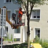 Ein Arbeiter mit oranger Jacke und Helm steht auf einer Hebeleiter und schneidet einen Baum in Recklinghausen mit einer Kettensäge zurück.