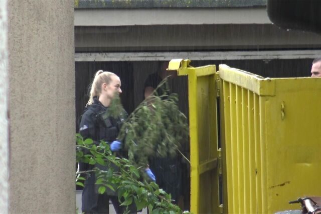 Eine Polizistin sichert eine Pflanze, die aus einem Keller an der Landwehrstraße stammt.