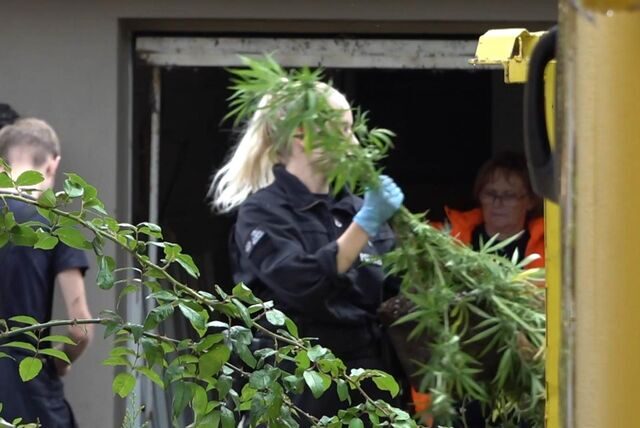 Eine Polizistin wirft Cannabis-Pflanzen in einen Container.