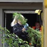 Eine Polizistin wirft Cannabis-Pflanzen in einen Container.