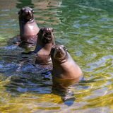 Lieblinge vieler Zoo-Besucher: Robben sind Publikumsmagneten in allen deutschen zoologischen Gärten