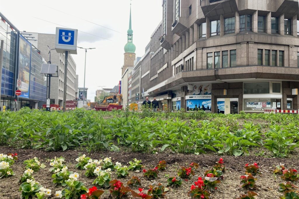 Auch das Rundbeet an der Kampstraße gehört zum Grün-Programm für die City. Auch das Rundbeet an der Kampstraße gehört zum Grün-Programm für die City.