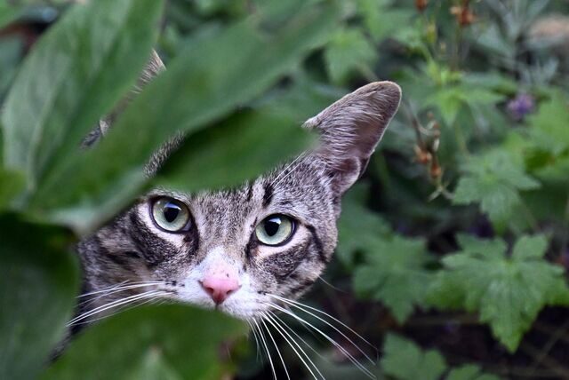 Eine Katze läuft durch einen Garten. Freigänger müssen ab sofort kastriert werden.