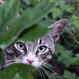 Eine Katze läuft durch einen Garten. Freigänger müssen ab sofort kastriert werden.