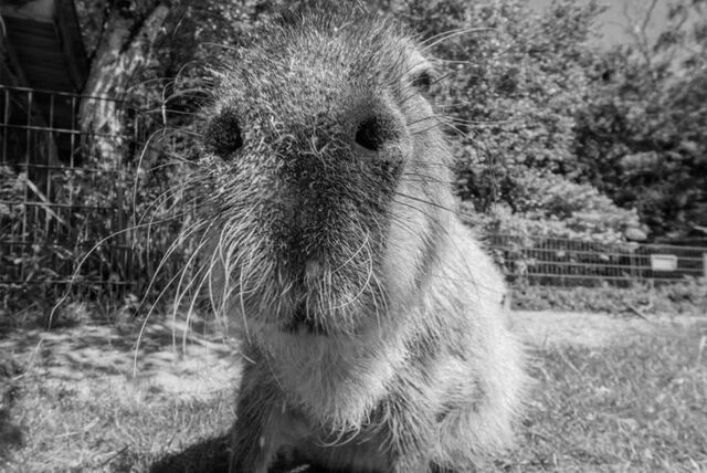 Das Wasserschwein Daniela aus dem Dortmunder Zoo in seinem ehemaligen Gehege.