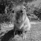 Das Wasserschwein Daniela aus dem Dortmunder Zoo in seinem ehemaligen Gehege.