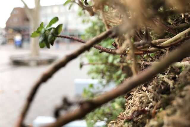 Der City Tree auf dem Berliner Platz hat versagt. Das Gewächs, das nicht lange grün, sondern ganz schnell braun war, hat die Luft vor dem Hauptbahnhof wohl nur geringfügig gereinigt.