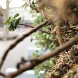 Der City Tree auf dem Berliner Platz hat versagt. Das Gewächs, das nicht lange grün, sondern ganz schnell braun war, hat die Luft vor dem Hauptbahnhof wohl nur geringfügig gereinigt.