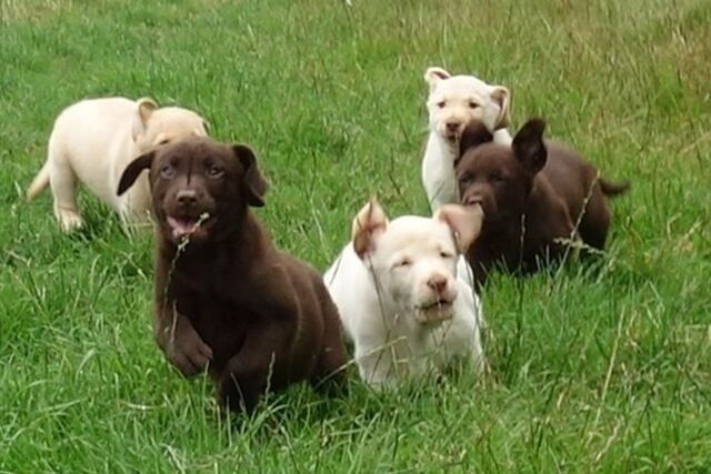 Bei den gestohlenen Hunden handelte es sich um fünf Labrador Retriever und drei Golden Retriever, wie die Polizei mitteilte.