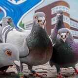 Tauben auf einem Platz in Datteln.