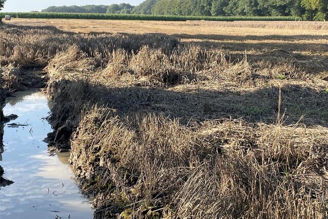 Die Getreideernte ist im Sommer 2023 ein Thema für sich: Viele Landwirte haben erhebliche Ertragseinbußen, weil sie trotz der Kornreife wochenlang nicht ernten konnten.