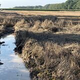 Die Getreideernte ist im Sommer 2023 ein Thema für sich: Viele Landwirte haben erhebliche Ertragseinbußen, weil sie trotz der Kornreife wochenlang nicht ernten konnten.
