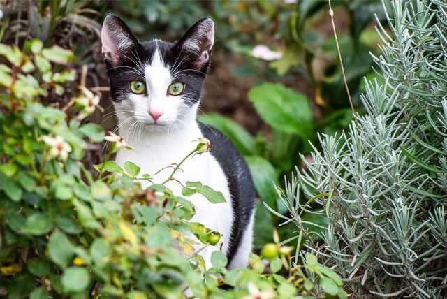 Eine schwarz-weiße Katze schleicht durch einen Garten.