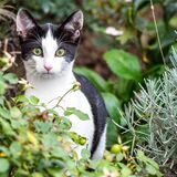 Eine schwarz-weiße Katze schleicht durch einen Garten.