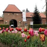 Tulpen vor Schloss