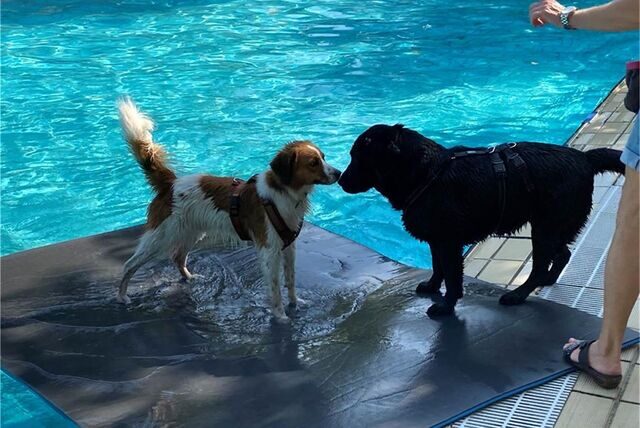 Zwei Hunde beschnuppern sich vor dem Wasser.