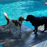 Zwei Hunde beschnuppern sich vor dem Wasser.