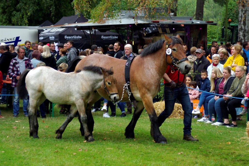 Ein Züchter präsentiert den Zuschauern bei der Tierschau der Hüstener Kirmes zwei Pferde. Ein Züchter präsentiert den Zuschauern bei der Tierschau der Hüstener Kirmes zwei Pferde.