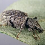 Ein lustiger Käfer.
