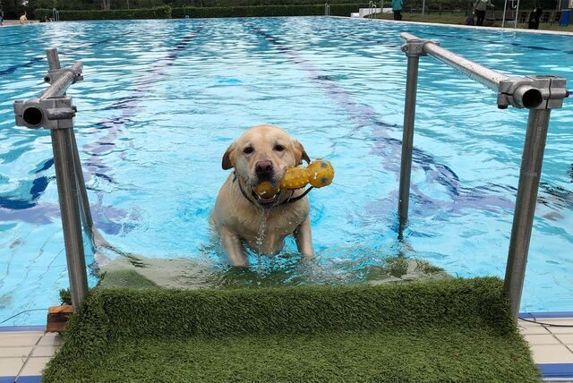 Hund mit Spielzeug im Maul steigt aus dem Schwimmbecken im Castrop-Rauxeler Parkbad Nord.