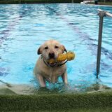 Hund mit Spielzeug im Maul steigt aus dem Schwimmbecken im Castrop-Rauxeler Parkbad Nord.