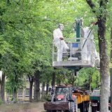 Jahrelang führten die Giftraupen zu zahlreichen Einsätzen in Haltern, aber nicht mehr in 2023.
