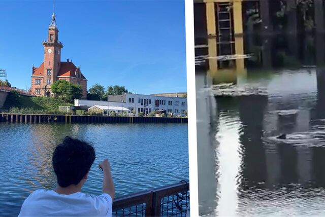 Ein merkwürdiges Flossentier wurde im Dortmunder Hafen beobachtet.