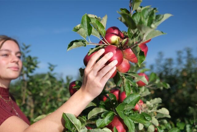 Selbstbedienung zur Ernte auf den städtischen Obstwiesen erlaubt die Stadt auch in diesem Jahr.