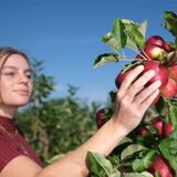 Selbstbedienung zur Ernte auf den städtischen Obstwiesen erlaubt die Stadt auch in diesem Jahr.