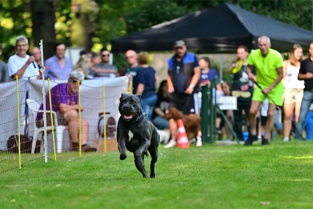 Sport für Vierbeiner gab es am Samstag bei Hunderennen des DVG Marl-Sickingmühle.