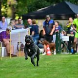 Sport für Vierbeiner gab es am Samstag bei Hunderennen des DVG Marl-Sickingmühle.