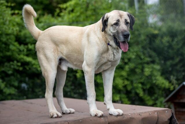 Ein Hund der Rasse Kangal steht in seinem Gehege.