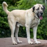 Ein Hund der Rasse Kangal steht in seinem Gehege.