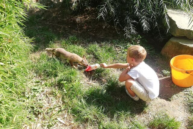 Benedikt füttert einen Fuchs im Tierpark Recklinghausen.