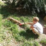 Benedikt füttert einen Fuchs im Tierpark Recklinghausen.