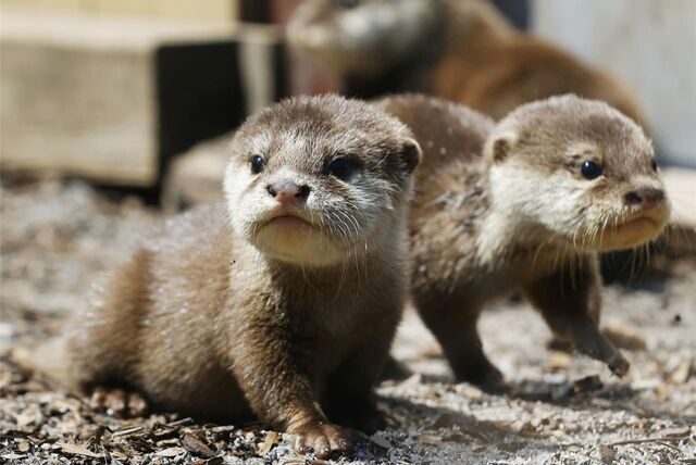 Zwei Otter-Babys