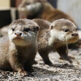 Zwei Otter-Babys