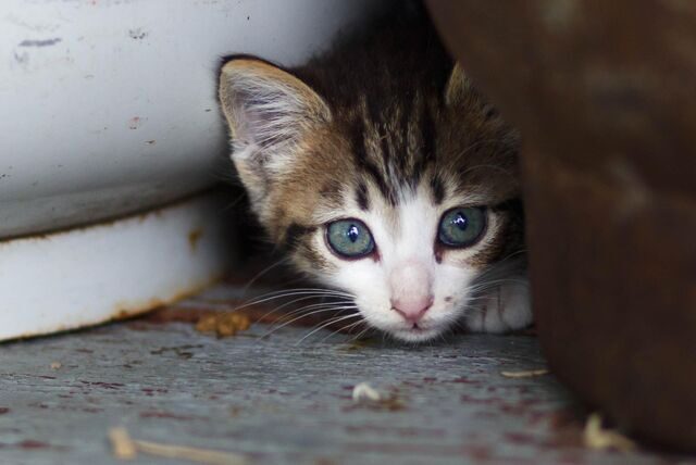 Entwischte Katzen, ausgebüxte Hunde, verletze Tauben oder Igel – in Castrop-Rauxel werden jeden Tag hilflose Tiere gefunden, aber was tut man, wenn man so ein Tier findet? Wir haben Antworten.