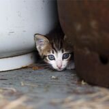 Entwischte Katzen, ausgebüxte Hunde, verletze Tauben oder Igel – in Castrop-Rauxel werden jeden Tag hilflose Tiere gefunden, aber was tut man, wenn man so ein Tier findet? Wir haben Antworten.