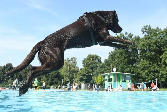 Das Hundeschwimmen ist der traditionelle Abschluss der Freibad-Saison im Parkbad Nord Ickern Castrop-Rauxel.
