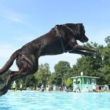 Das Hundeschwimmen ist der traditionelle Abschluss der Freibad-Saison im Parkbad Nord Ickern Castrop-Rauxel.