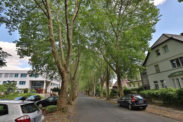 Eine Allee