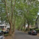 Eine Allee