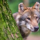 Ein Wolf schaut hinter einem Baum hervor.