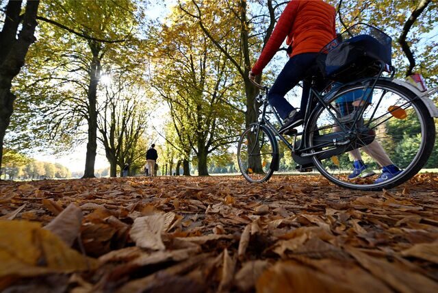 Eine Frau fährt mit dem Fahrrad durch eine herbstliche Allee.